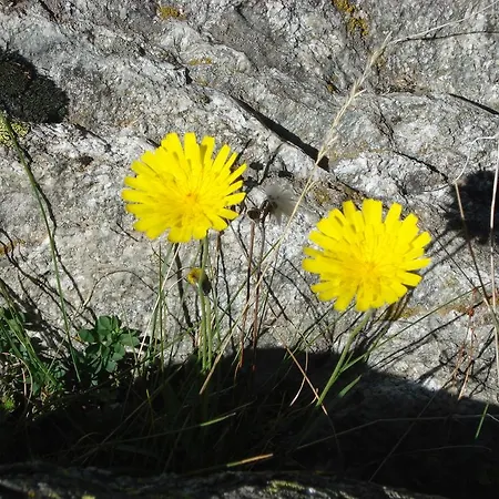 Verträumt Schön Zu Jeder Jahreszeit Bergpanoramasicht Apartment Albinen