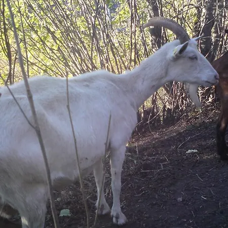 Verträumt Schön Zu Jeder Jahreszeit Bergpanoramasicht * Albinen
