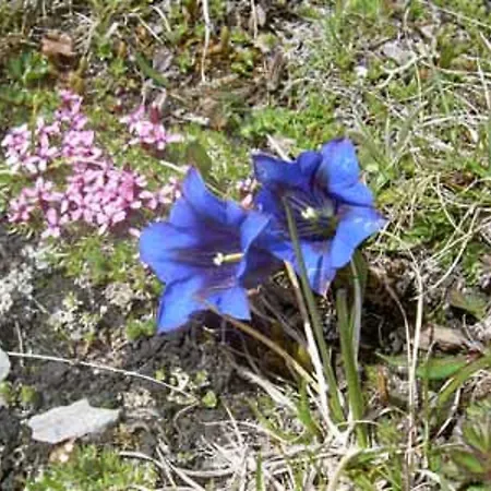 Verträumt Schön Zu Jeder Jahreszeit Bergpanoramasicht * Albinen