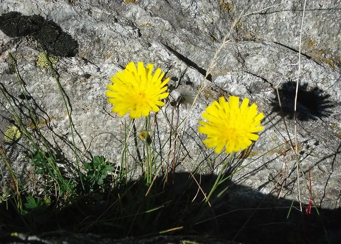 Vertraeumt Schoen Zu Jeder Jahreszeit Bergpanoramasicht Апартаменты Альбинен
