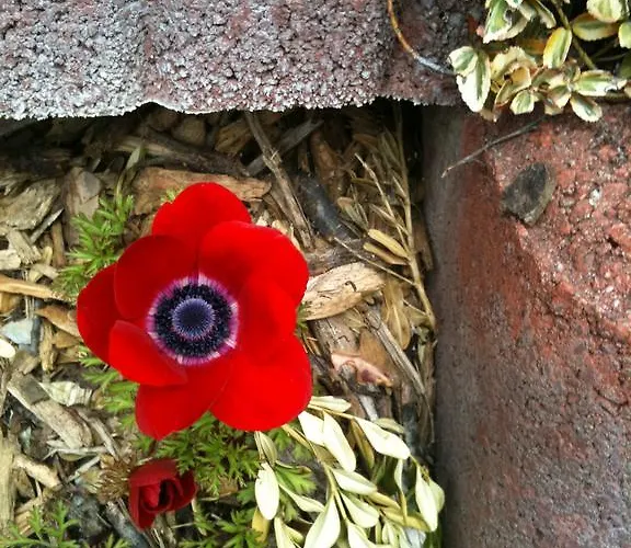 Апартаменты Vertraeumt Schoen Zu Jeder Jahreszeit Bergpanoramasicht