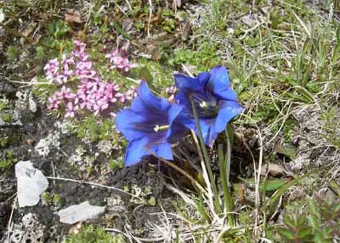 Vertraeumt Schoen Zu Jeder Jahreszeit Bergpanoramasicht * Альбинен