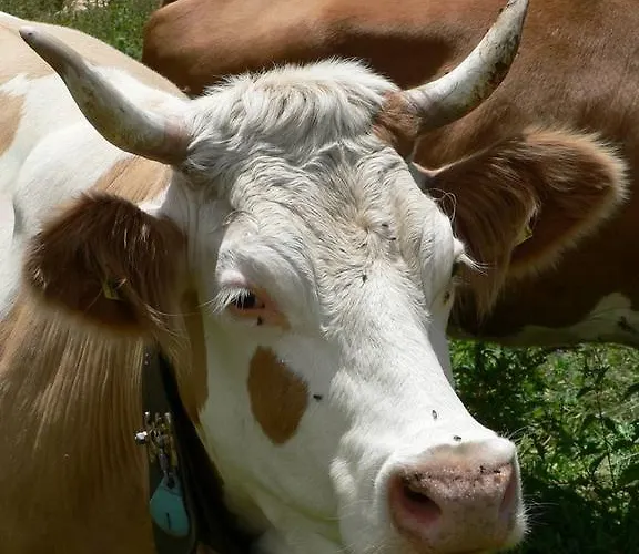 Vertraeumt Schoen Zu Jeder Jahreszeit Bergpanoramasicht Апартаменты *